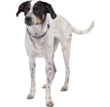 Hund mit Geschirr