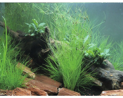 Aquarium mit Wasserpflanzen, Wurzelholz und Steinen