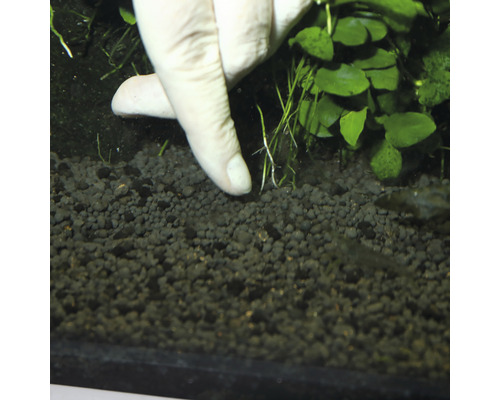 Einsetzen von Wasserpflanzen in Aquarienkies