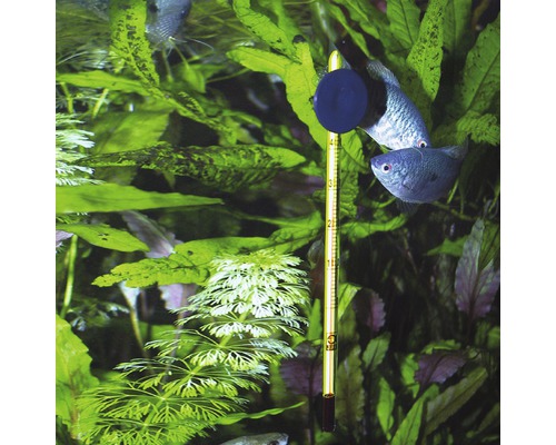 Aquariumthermometer mit Saugnapf im bepflanzten Aquarium mit Fischen