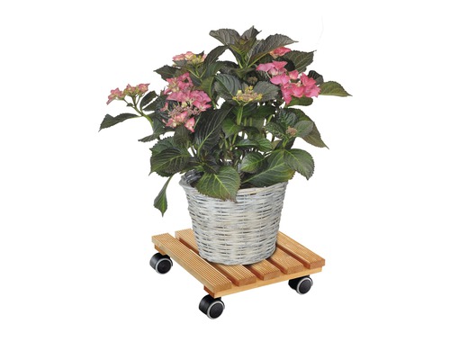Hortensie in einem Korb auf einem Pflanzenroller aus Holz