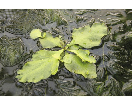 Schwimmendes Lebermoos im Wasser