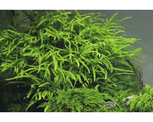 Aquarium mit Wasserpflanzen