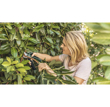 Frau schneidet Hecke mit einer Akku-Gartenschere