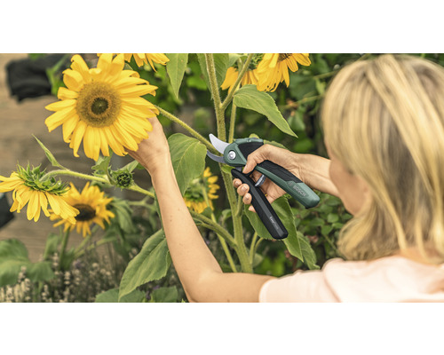 Frau schneidet Sonnenblume mit einer Gartenschere der Marke Bosch