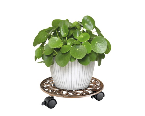 Chinesischer Geldbaum in einem Blumentopf auf einem Pflanzenroller