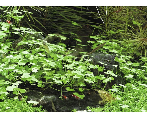 Aquarium mit Wasserpflanzen und Zwerggarnelen