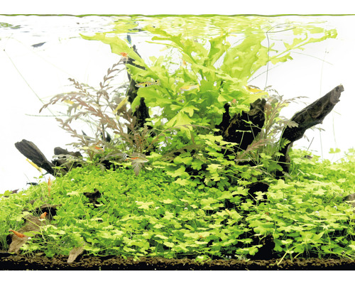 Aquarium mit Wasserpflanzen, Wurzelholz und Fischen