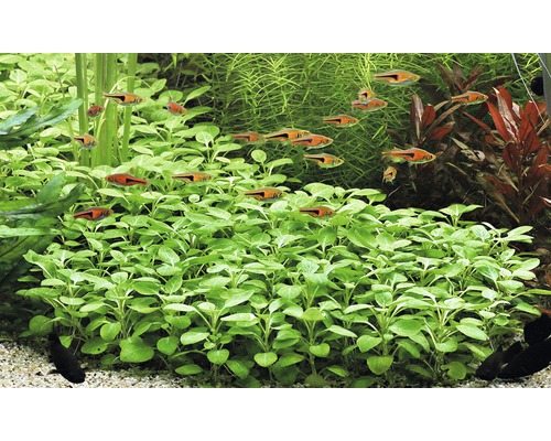 Aquariumpflanzen und Fische in einem Süßwasseraquarium