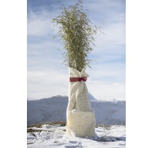 Bambuspflanze im Winterschutz verpackt