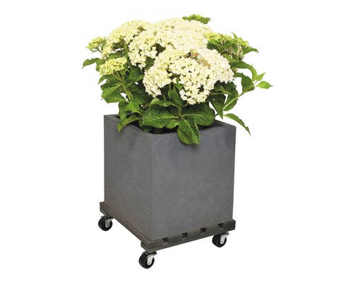 Grauer, quadratischer Pflanzkübel mit Hortensienblüten und Rollen
