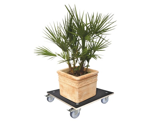 Pflanze im Topf auf einem Pflanzenroller