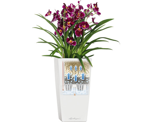 Orchidee in weißem Pflanzgefäß mit Bewässerungssystem