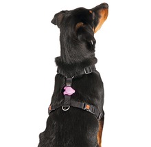 Hund mit schwarzem Hundegeschirr