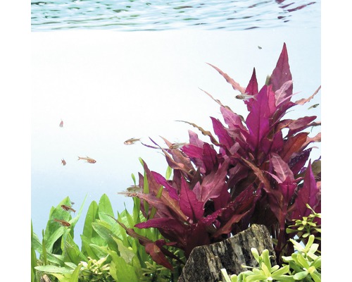 Aquarium mit Wasserpflanzen und Fischen