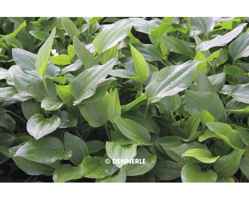 Pflanze mit ovalen Blättern für Aquarien