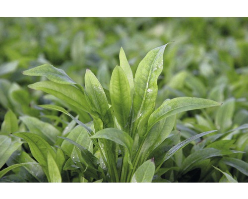 Breitblättriges Pfeilkraut im Detail