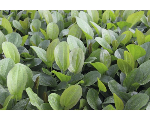 Nahaufnahme von Froschlöffelblättern