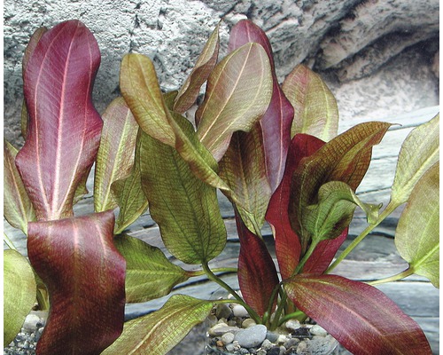 Aquarienpflanze mit länglichen Blättern