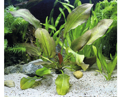 Aquarium mit Echinodorus Pflanzen und Sandboden