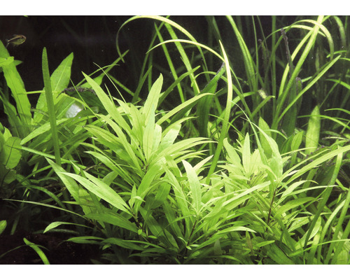 Aquariumpflanzen im Detail