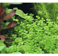 Aquarienpflanzen im Detail