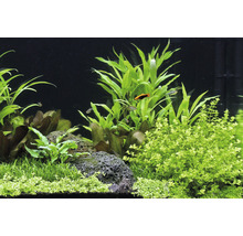 Aquarium mit Wasserpflanzen und Fischen