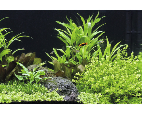 Aquarium mit Wasserpflanzen und Fischen