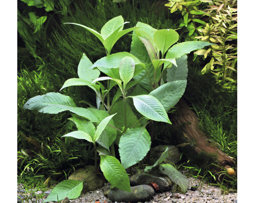 Aquarium Pflanze mit grünen Blättern