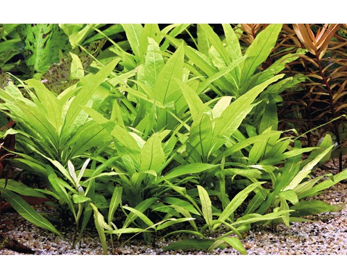 Gruppe von schmalblättrigen Javafarnen im Aquarium