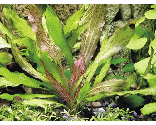 Aquarienpflanze Echinodorus bleheri im Aquarium