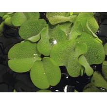 Kleinohriger Schwimmfarn