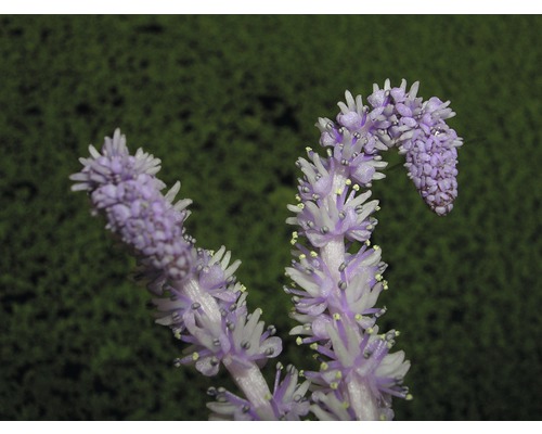 Nahaufnahme einer blühenden Pflanze