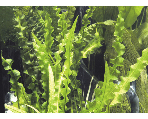 Nahaufnahme von wellenförmigem Javafarn für ein Aquarium