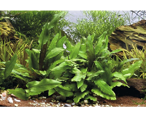 Aquariumpflanze im Aquarium