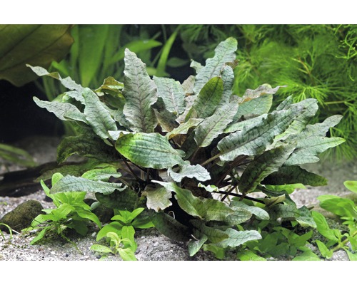 Aquarium-Pflanze mit gewellten Blättern