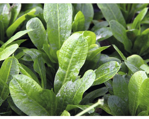 Nahaufnahme der Blätter einer Aquariumpflanze