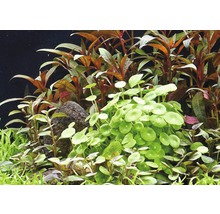 Aquarium mit Wasserpflanzen und Stein