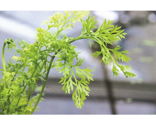 Nahaufnahme von Karottengrün