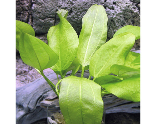 Aquarium Pflanze mit grünen Blättern