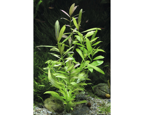 Wasserfreund Pflanze im Aquarium