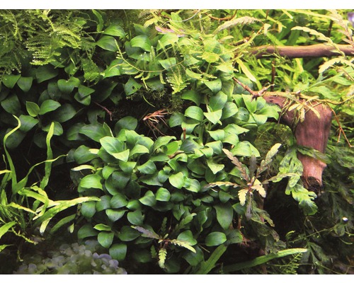 Nahaufnahme von Aquariumpflanzen mit grünen Blättern und einer kleinen Wurzel