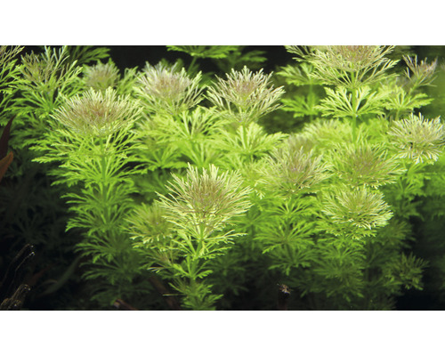 Aquarienpflanze mit fein gefiederten Blättern