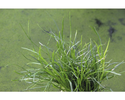 Nahaufnahme von Nadelsimse Wasserpflanzen