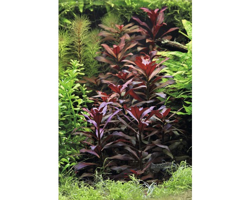 Aquarium mit verschiedenen Wasserpflanzen