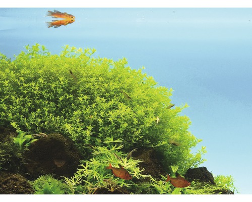 Aquarium mit Wasserpflanzen und Fischen