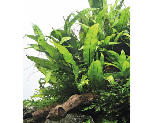 Aufsicht einer Aquariumpflanze auf einem Stück Wurzelholz