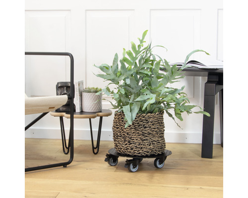 Pflanze in einem Korb auf einem Pflanzenroller im Innenraum.