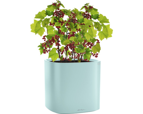 Ribiselstrauch im Pflanzgefäß