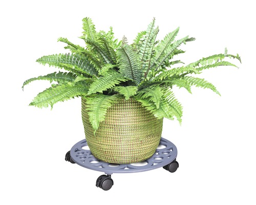 Topfpflanze in einem Korb auf einem Pflanzenroller